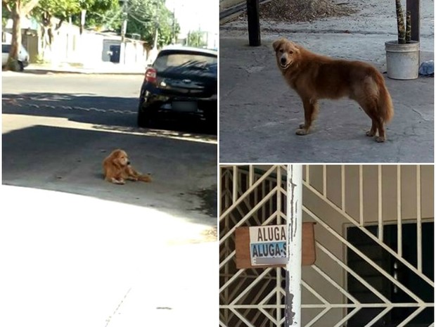 Cão, abandono, casa, donos, Macapá, Amapá (Foto: Gabrielle Nascimento/Arquivo Pessoal)