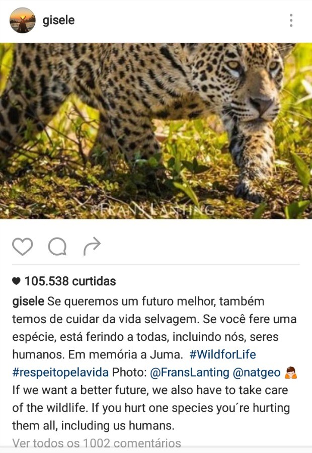 Print de post de Gisele Bündchen sobre a morte da onça Juma (Foto: Reprodução/Instagram)