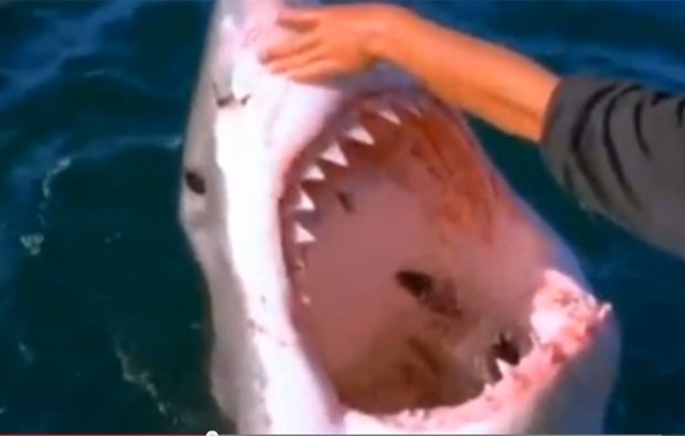 Homem se arriscou ao fazer carinho em tubarão branco (Foto: Reprodução/YouTube/NatureFootage)