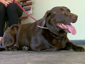 Mila j salvou mais de 15 cachorros com doao de sangue (Foto: Paulo Chiari/ EPTV)