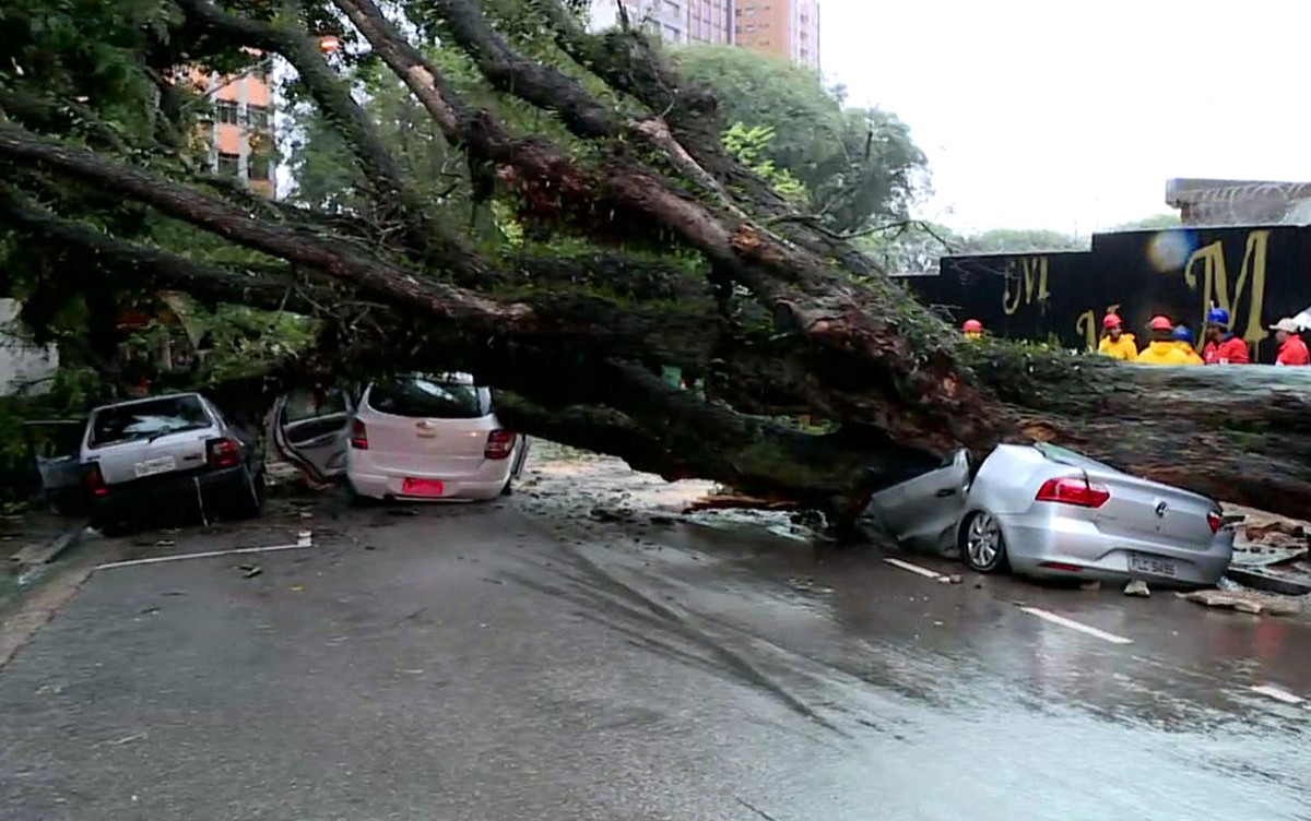 Árvore cai e esmaga carros na região central de São Paulo - Globo.com
