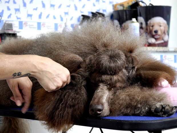 Enquanto penteado é preparado, cachorra Manu dorme na maca em Poços. (Foto: Lúcia Ribeiro/G1)