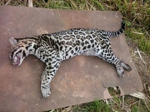 Jaguatirica morreu após ser atropelada (Fot Luiz Pires/ Zoológico de Bauru )