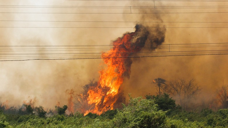 pantanal-incêndio-florestas-queimada (Foto: Chico Ribeiro/Divulgação)