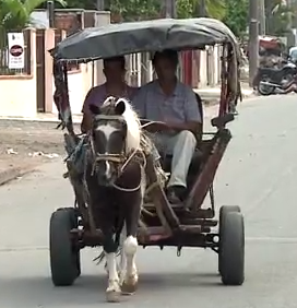 Uso De Cavalos Para Transportar Cargas Pode Ser Proibido Em Joinville Santa Catarina G1 Plano de fundo bebê, cavalo, carruagem, veículo puxado por cavalo, carruagem, cavalo e buggy, carroça, carroça png. g1 globo