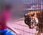 Menino atacado por tigre recebe
alta no Paraná (Reprodução/RPCTV)