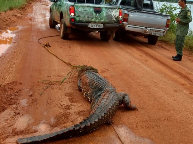 Jacaré foi resgatado por equipe da polícia ambiental (Foto: Divulgação)