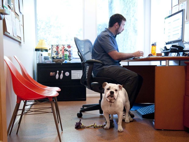 Ginger, um bulldog Inglês, acompanha seu dono, Will Pisnieski, todos os dias. Eles "trabalham" juntos em uma empresa na Califórnia, na segunda-feira 11 de junho de 2012. O gengibre é um dos vários milhões de cães que passam o dia junto aos donos no ambiente de trabalho (Foto: AP Photo / Grant Hindsley)