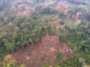 Plantação de maconha com aproximadamente três mil hectares foi descoberta no Amazonas (Foto: Divulgação/SSP-AM)