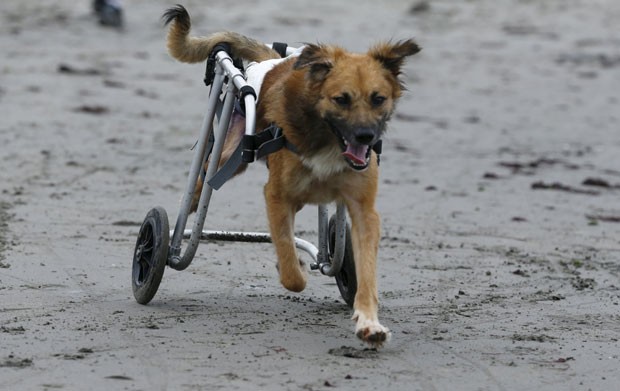 Cão paraplégico anda de cadeira de rodas em praia de Chorrillos, na região de Lima, no Peru, em foto de 7 de setembro (Foto: Mariana Bazo/Reuters)