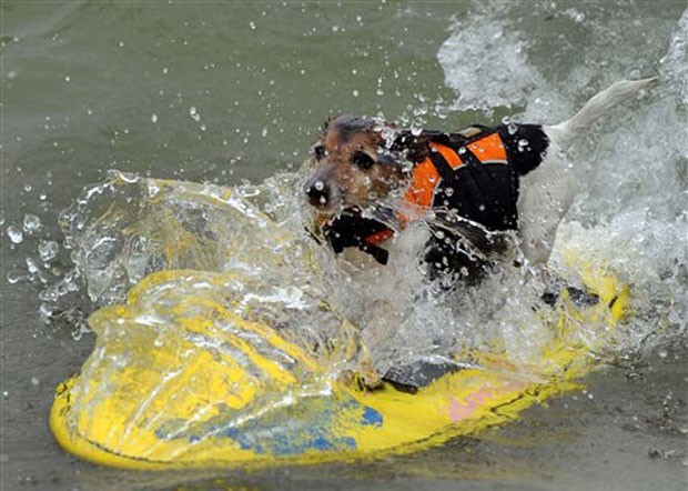 Cachorro surfa durante competição em Imperial Beach (Foto: Gabriel Bouys/AFP)