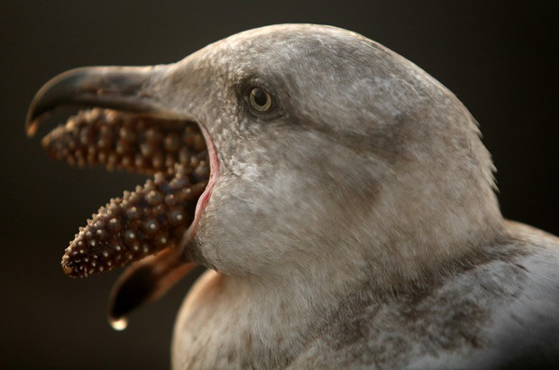 Em 29 de janeiro, uma gaivota foi flagrada engolindo lentamente uma estrela-do-mar nesta em um cais de Monterey, no estado americano da Califórnia (Foto: David Royal/AP Photo/Monterey County Herald)