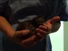 Veja nascimento de pássaro kiwi em 'berçário' da espécie na Nova Zelândia