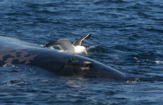 Segundo especialistas, medo de ataques faz baleias mudarem de comportamento (Foto: Marcelo Bertellotti)