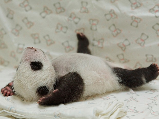 'Yuan Zai' se espreguiça em incubadora no zoológico (Foto: Taipei City Zoo/AFP)
