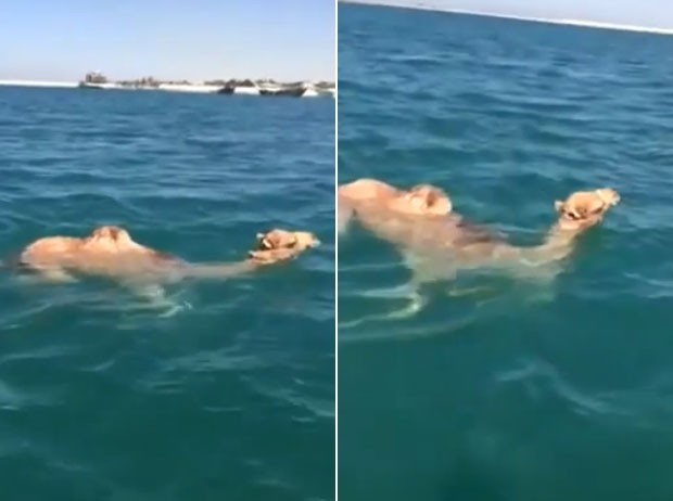 Dromedário surpreende pescadores ao ser flagrado nadando no mar (Foto: Reprodução/YouTube/جمل) Dromedário surpreende pescadores ao ser flagrado nadando no mar (Foto: Reprodução/YouTube/جمل)