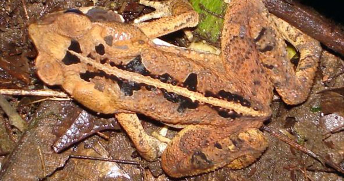 G1 Sapo da floresta notícias em Fauna