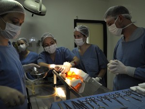 Peixe passa por cirurgia para retirada de tumor no RS (Foto: Gelsoli Casagrande/Divulgação)