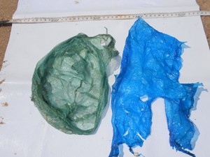 Esses plásticos foram encontradas dentro da tartaruga verde que estava cheia de ovos. (Foto: Divulgação/Instituto Biota)
