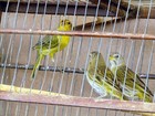 Quase 50 pássaros são apreendidos no Bairro Bela Vista em Itaú de Minas