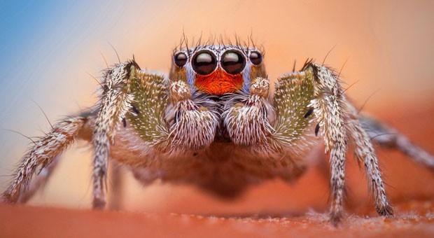 Pesquisadoras do Laboratório Elias investigaram adaptações de comunicação e comportamentais das aranhas, inclusive aquelas ligadas à seleção sexual. Nesta ocasião, a equipe estudava o comportamento de acasalamento da família da aranha saltitante (salticidae), como esta aranha 'Habronattus virgulatus' (Foto: Thomas Shahan) Pesquisadoras do Laboratório Elias investigaram adaptações de comunicação e comportamentais das aranhas, inclusive aquelas ligadas à seleção sexual. Nesta ocasião, a equipe estudava o comportamento de acasalamento da família da aranha saltitante (salticidae), como esta aranha 'Habronattus virgulatus' (Foto: Thomas Shahan)