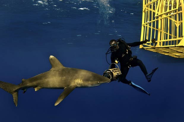 Brian Skerry arrisca a vida nadando ao lado de algumas das criaturas mais perigosas do mar. (Foto: Brian Skerry/Caters)