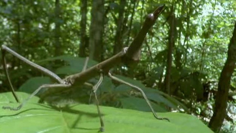 Inseto que se parece com um galho é uma ameaça à árvore que hospeda as formigas  (Foto: BBC)