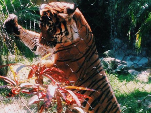 O Palm Beach Zoo tem quatro tigres malaios e não especificou qual deles atacou a tratadora (Foto: Reprodução/Facebook/Palm Beach Zoo ) O Palm Beach Zoo tem quatro tigres malaios e não especificou qual deles atacou a tratadora (Foto: Reprodução/Facebook/Palm Beach Zoo )