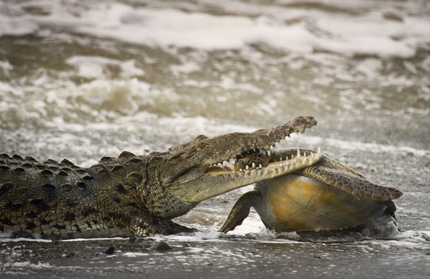 O mexicano Alejandro Prieto viajou a um parque nacional na Costa Rica e acabou encontrando um crocodilo saindo do mar com uma grande tartaruga verde se debatendo em sua boca (Foto: Alejandro Prieto)