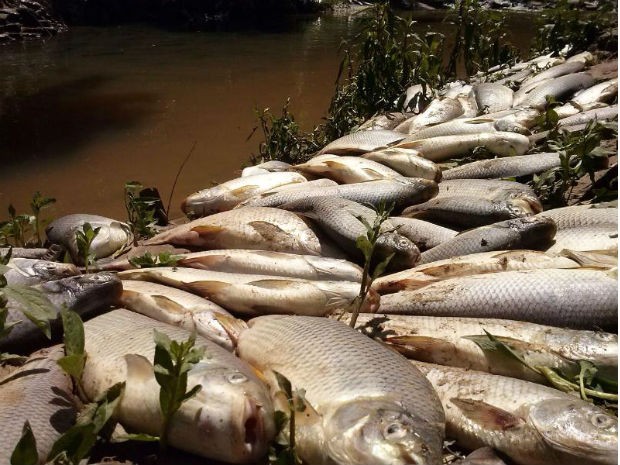Milhares peixes mortos voltaram a ser vistos no rio Tietê em Salto (Foto: Fernando Bellon / TV Tem)