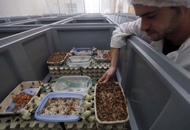 Funcionário da Micronutris, na França, observa criadouro de insetos voltados para o consumo humano (Foto: Regis Duvignau/Reuters)