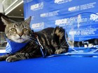 Gato ganha prêmio de 'Cão Herói' por salvar criança de ataque de cachorro