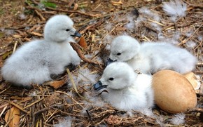 Filhotes De Cisnes Nascem No Zoologico Do Parque Beto Carrero Santa Catarina G1
