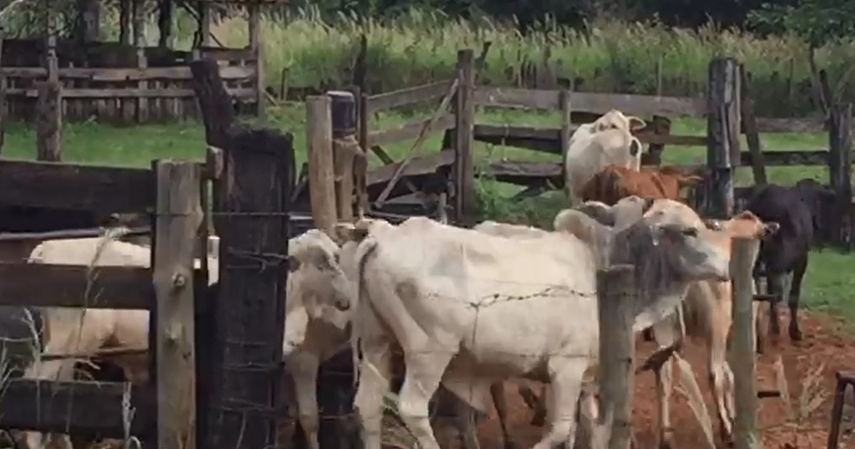 G1 Trio é preso por furto de gado em Monte Aprazível notícias em