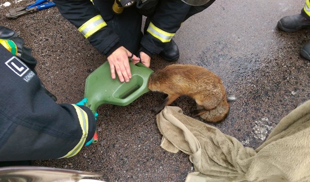 Raposa foi resgatada ao ser encontrada com a cabeça entalada em regador (Foto: Reprodução/Twitter/London Fire Brigade)