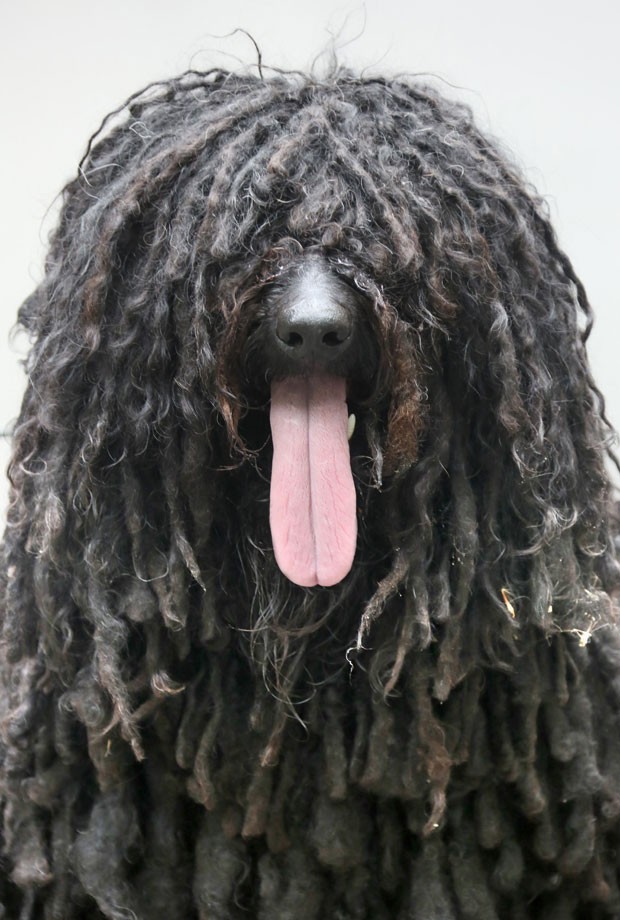 Um cão Komondor, raça de cão pastor originária da Hungria, parecia camuflado em meio ao próprio pelo ao ser fotografado em Berlim, na Alemanha (Foto: Stephanie Pilick/DPA/AP)