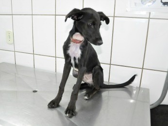 Cachorro foi levado a clínica veterinária e passa bem. (Foto: Carolina Holland/G1)