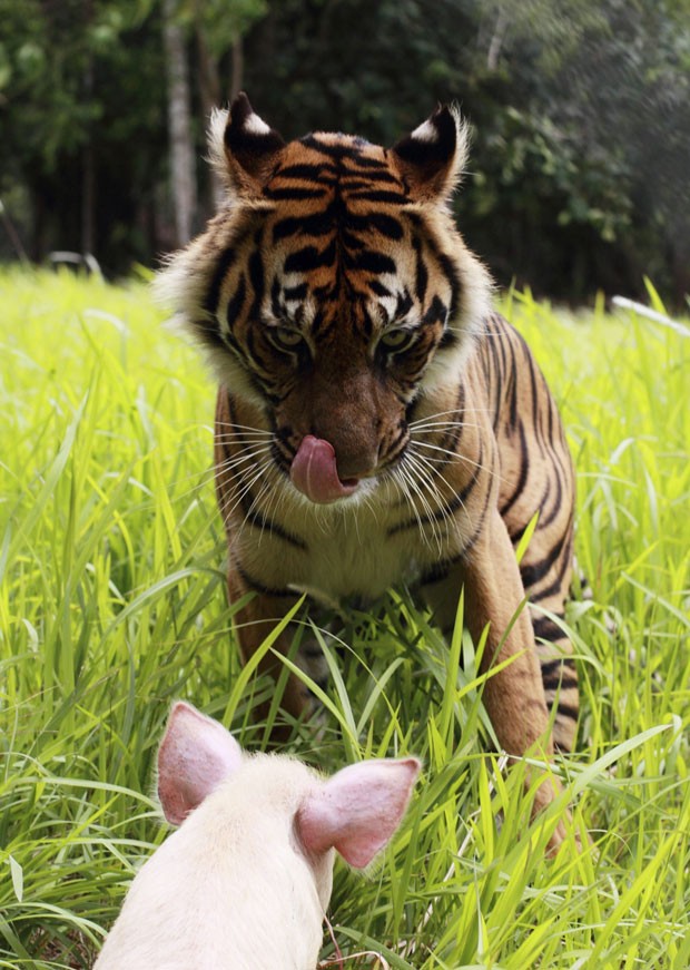 Em foto do dia 24 de fevereiro, tigre de Sumatra encara porco em um centro de conservação da espécie perto de Bandar Lampung, na ilha de Sumatra, na Indonésia (Foto: Beawiharta/Reuters)