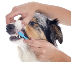 cachorro escovando os dentes (Foto: Thinkstockphotos)
