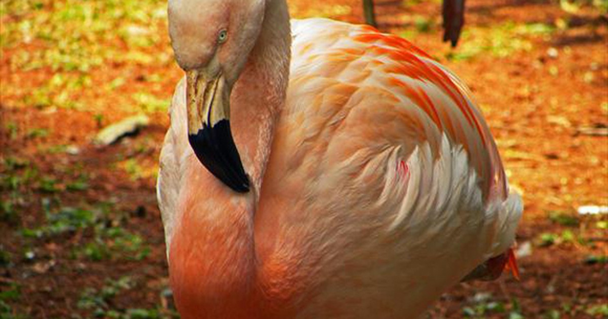 G1 Flamingo é Ave Migratória Que Se Reproduz Na Região Norte Do Brasil Notícias Em Fauna 8435