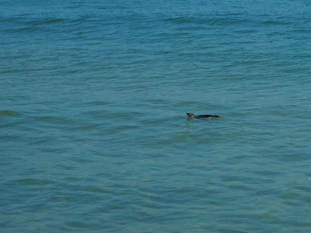 De 30 de junho a 3 de julho, mais de 40 animais foram resgatados na orla do Rio (Foto: Cristiana de Mello e Silva Richter/VC no G1)