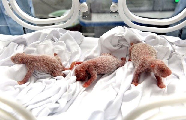 Os animais nasceram no dia 29 de julho, mas as fotos do recém-nascidos foram divulgadas apenas nesta terça-feira (12) (Foto: Chimelong Group/AFP)