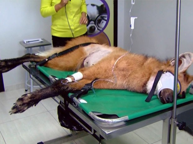 Fêmea de lobo-guará atropelada recebe tratamento em Passos, MG (Fot Reprodução EPTV / Luciano Tolentino)