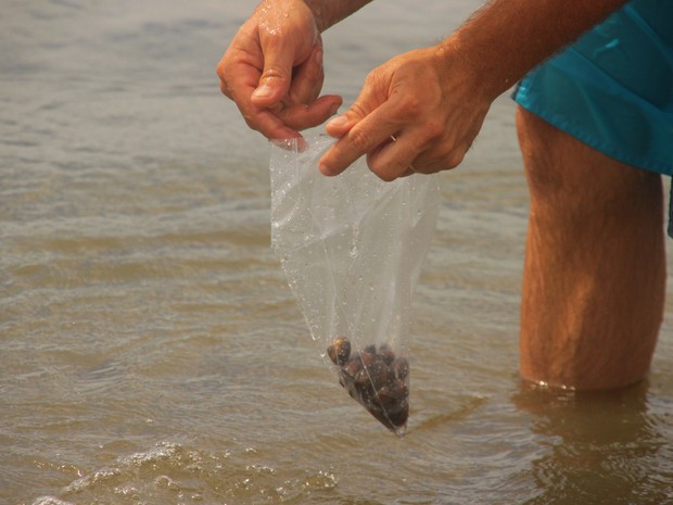 Amostras do molusco foram coletadas em Porto Belo na quarta (11) (Foto: Prefeitura de Porto Belo/Divulgação)