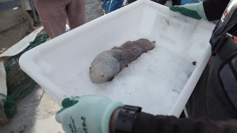 Peixe sem face não tem olhos e nariz (Foto: BBC)