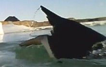 Cientistas 'flagram' caçadas de pinguins com câmeras (Reprodução/"PNAS")