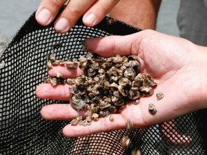Rio Grande do Norte vai produzir mais 70 mil novas sementes de ostras pretas (Foto: Moraes Neto)