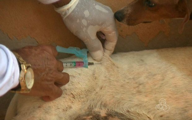 Cães e gatos precisam ser vacinados para evitar a raiva (Foto: Acre TV)