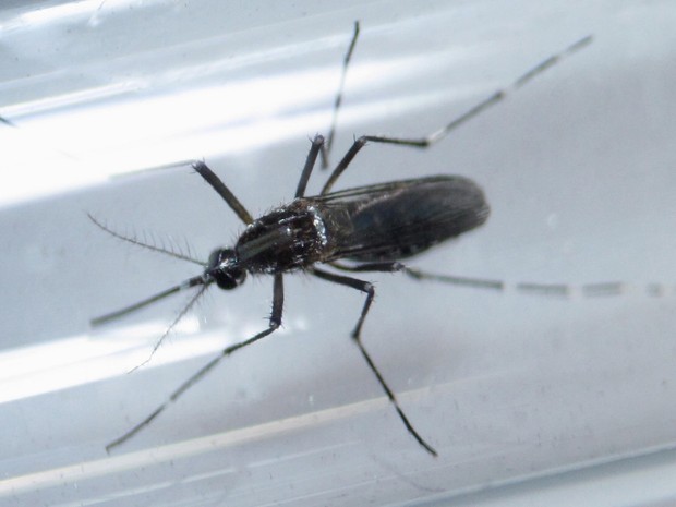 Mosquito aedes aegypti, vetor de doenças como dengue, febre amarela, chikungunya e zika (Foto: Daniel Becerril/Reuters)