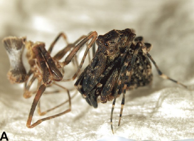Fêmea de aranha assassina identificada na Austrália junto de casca recém-liberada pelo animal (Foto: Reprodução/"ZooKeys")